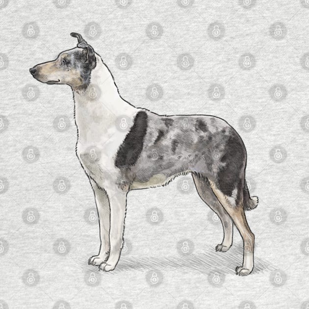 The Blue Merle Smooth Collie by Elspeth Rose Design